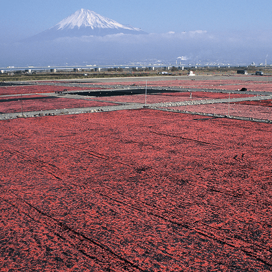桜えび天日干し